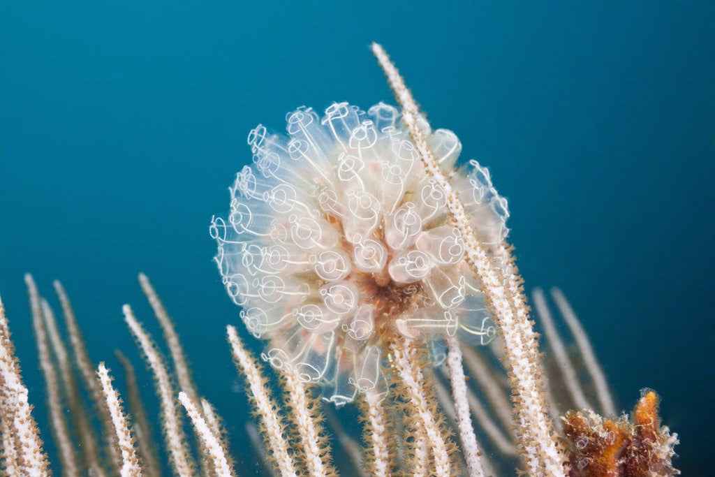 Detail of Ascidian Tunicate colony (Diazona violacea), Cap de Creus, Costa Brava, Spain by Anonymous