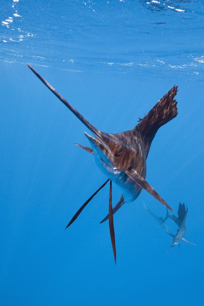 Detail of Atlantic Sailfish (Istiophorus albicans), Isla Mujeres, Yucatan Peninsula, Caribbean Sea, Mexico. by Anonymous