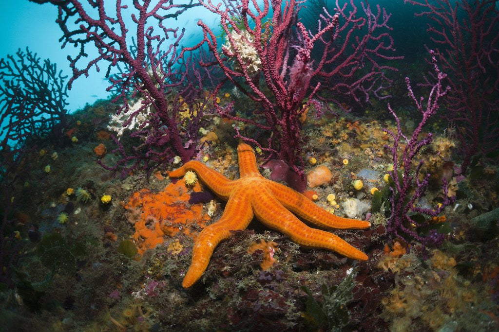 Detail of Red Starfish on a Coral Reef (Echinaster sepositus), Cap de Creus, Costa Brava, Spain by Corbis