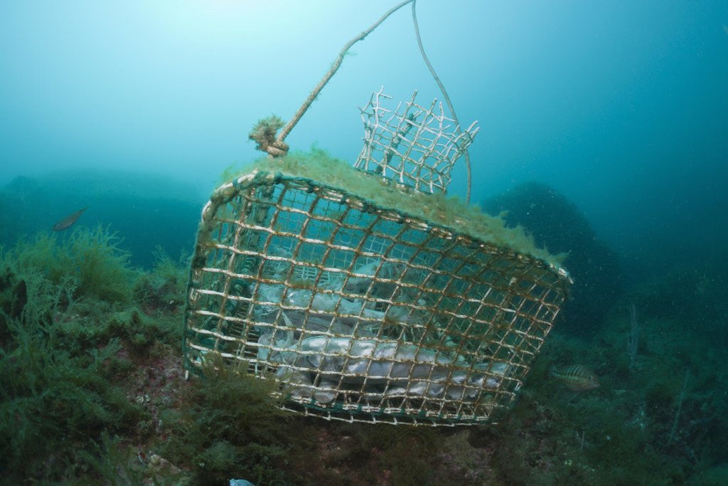 Detail of Fish trap over a Coral Reef, Cap de Creus, Costa Brava, Spain by Anonymous