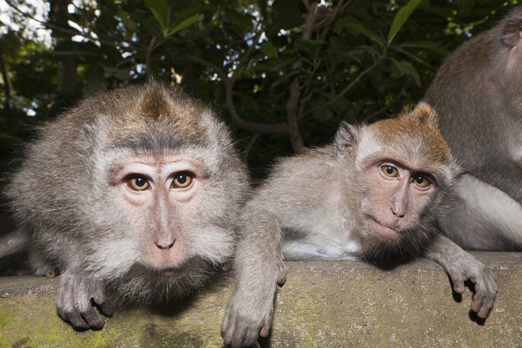 Detail of Crab-eating Macaque or Long-tailed Macaque (Macaca fascicularis), Bali, Indonesia by Corbis