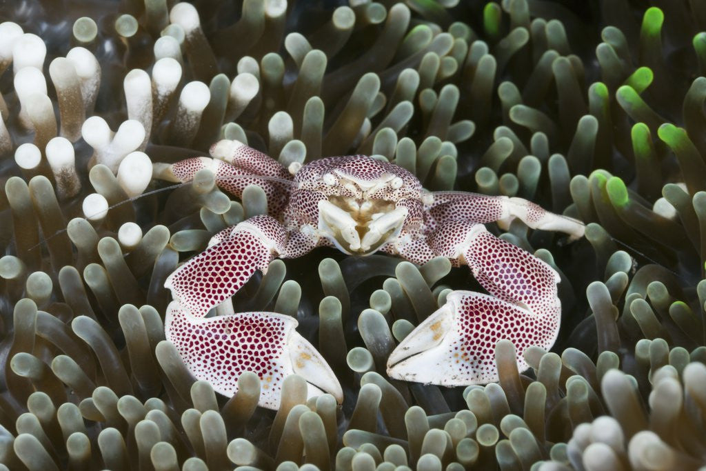 Detail of Porcelain Crab in a Sea Anemone (Neopetrolisthes maculatus), Alam Batu, Bali, Indonesia by Anonymous