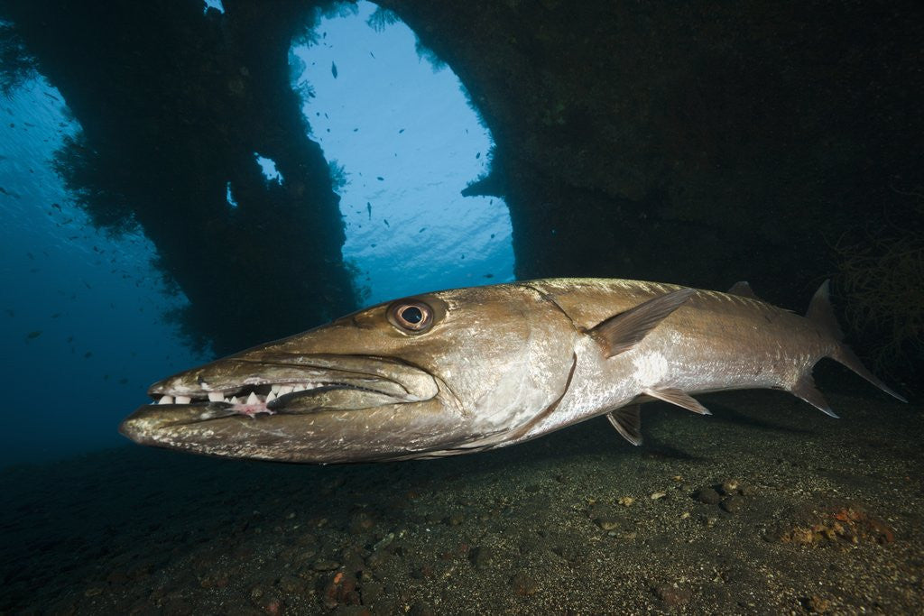 Detail of Great Barracuda at Liberty Wreck, Tulamben, Bali, Indonesia by Anonymous