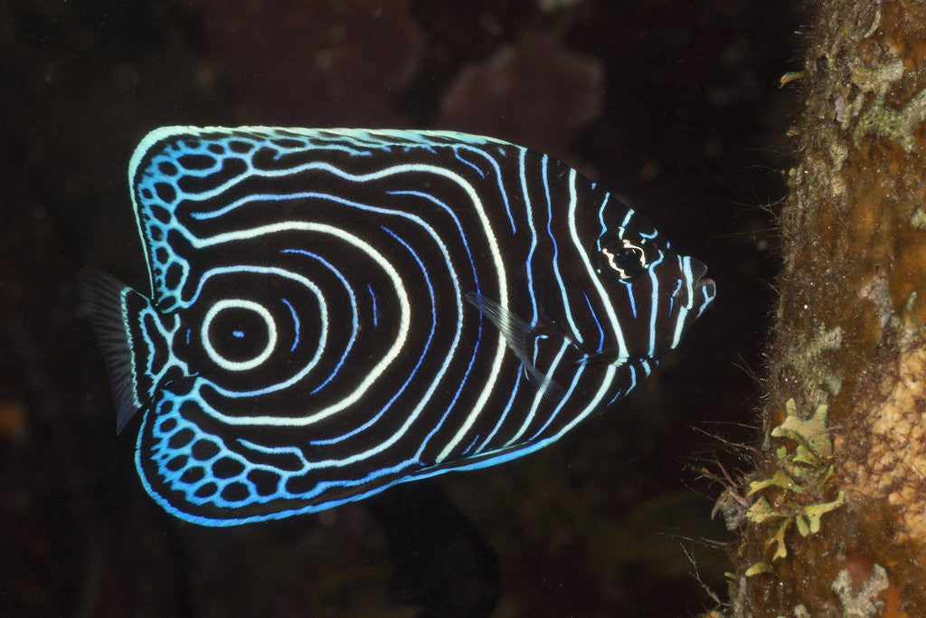 Detail of Juvenile Emperor Angelfish (Pomacanthus imperator), Alam Batu, Bali, Indonesia by Anonymous