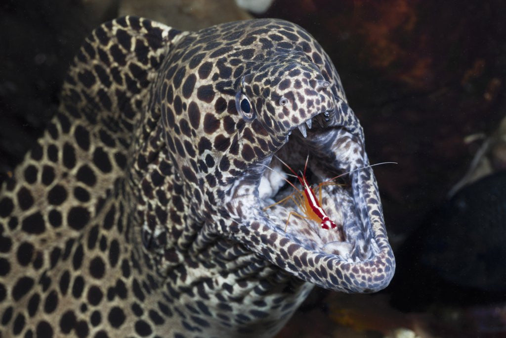 Detail of Honeycomb Moray Eel (Gymnothorax favagineus) being cleaned by a White-banded Cleaner Shrimp (Lysmata amboinensis), Alam Batu, Bali, Indonesia by Anonymous