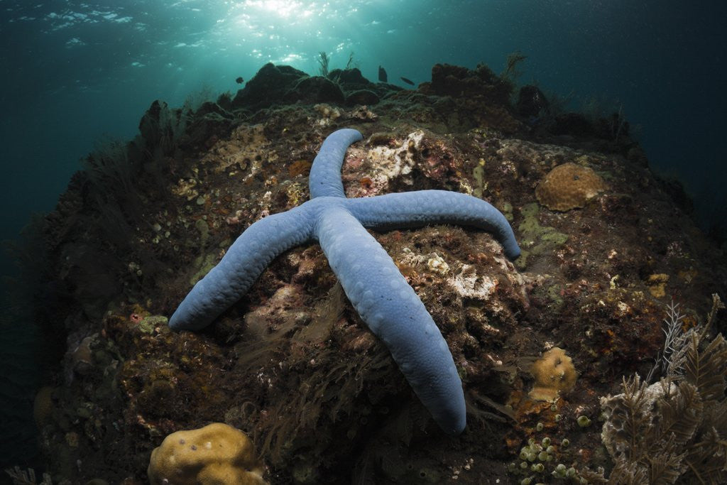 Detail of Blue Starfish on a Coral Reef (Linckia laevigata), Alam Batu, Bali, Indonesia by Corbis