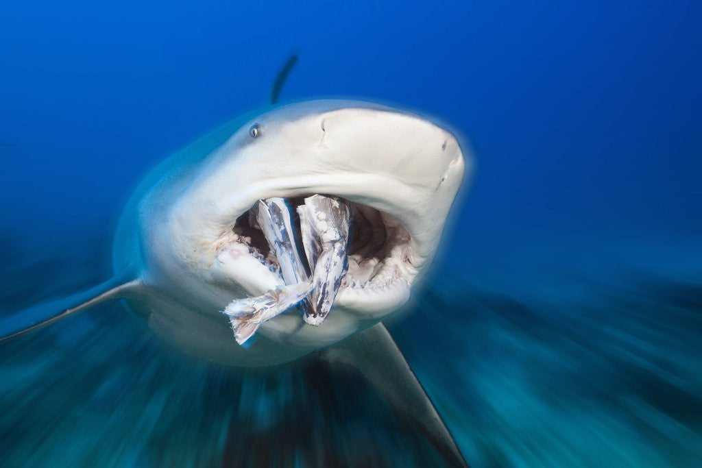 Detail of Bull Shark feeding (Carcharhinus leucas), Beqa Lagoon, Viti Levu, Fiji by Anonymous
