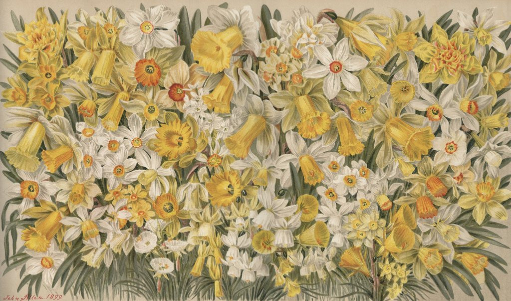 Detail of The Daffodil Garden by Anonymous