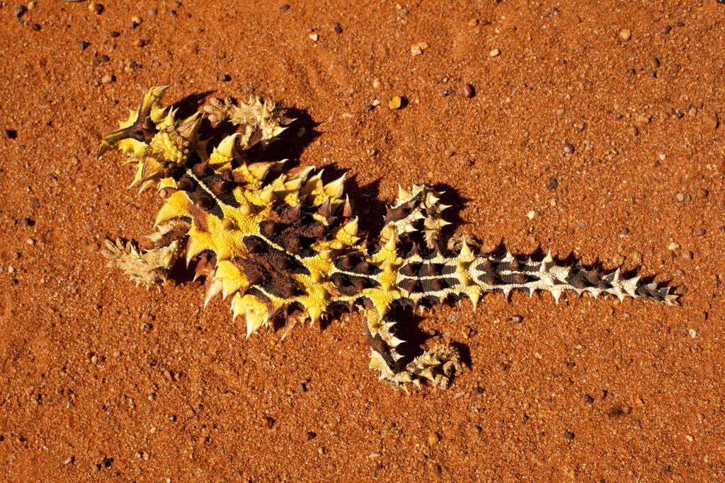 Detail of Thorny Devil, Uluru - Kata Tjuta National Park, Australia by Anonymous