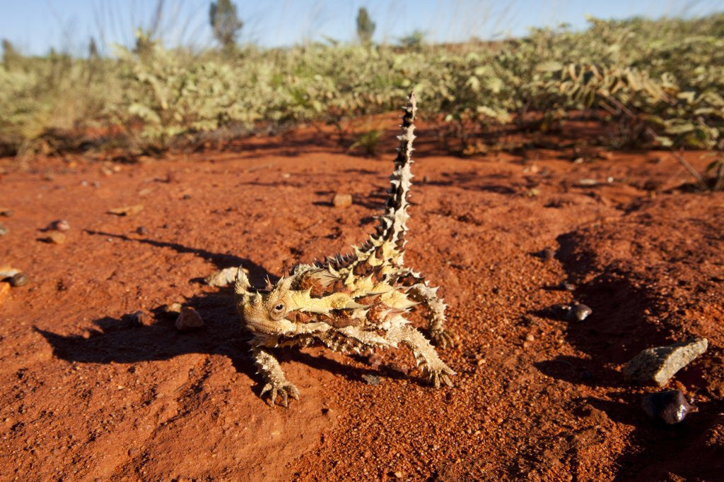 Detail of Thorny Devil, Uluru - Kata Tjuta National Park, Australia by Anonymous