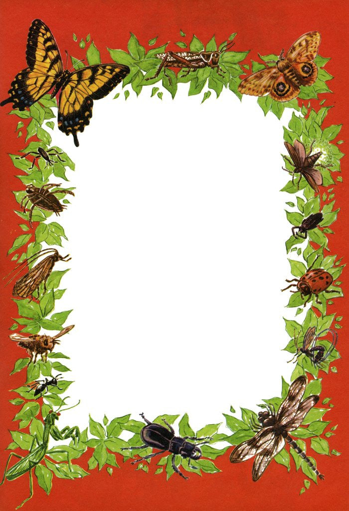 Detail of Boder illustration with butterflies, bees and other insects by Anonymous