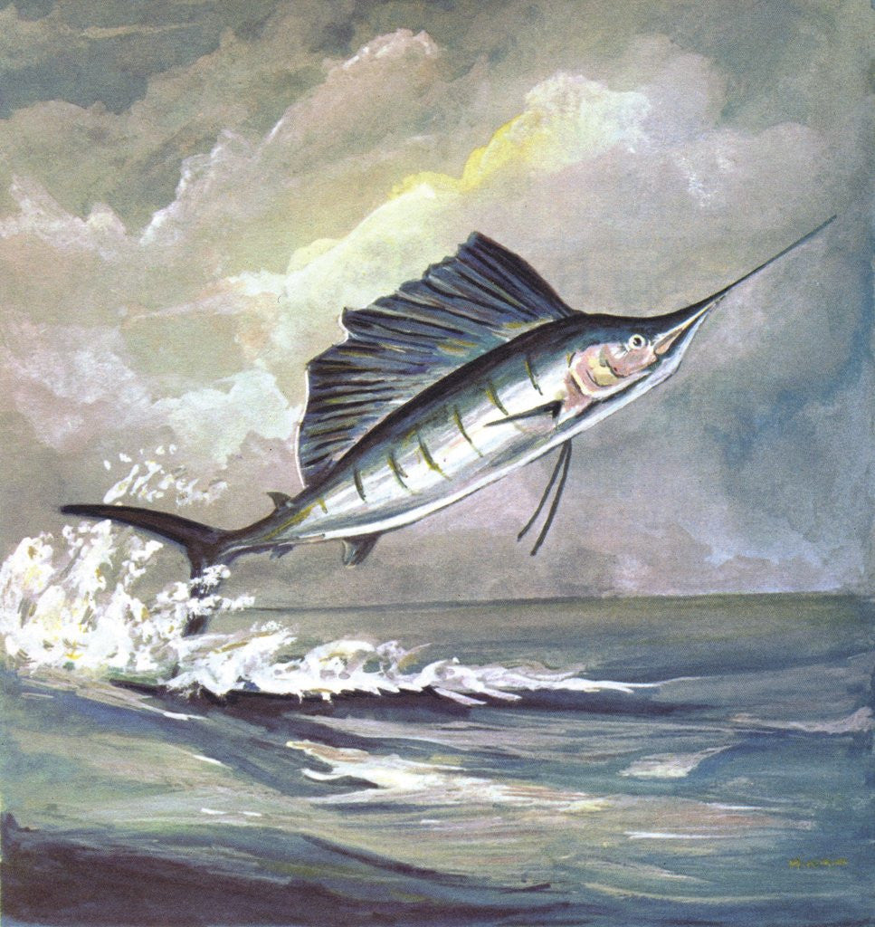 Detail of Leaping sailfish by Anonymous