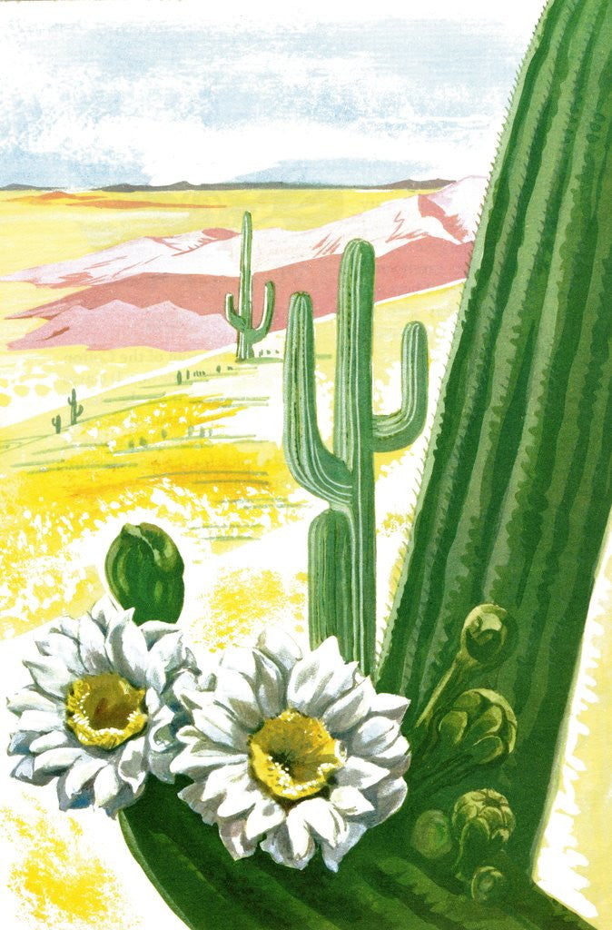 Detail of Blooming saguaro cactus in desert by Anonymous