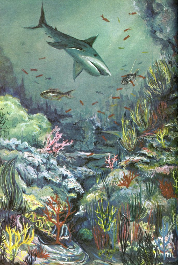 Detail of Shark swimming in a coral reef by Anonymous