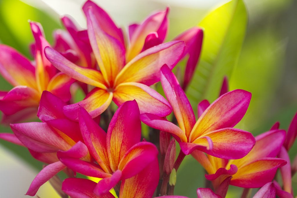 Detail of Colorful plumeria (Frangipani) blossoms. Maui, Hawaii by Anonymous