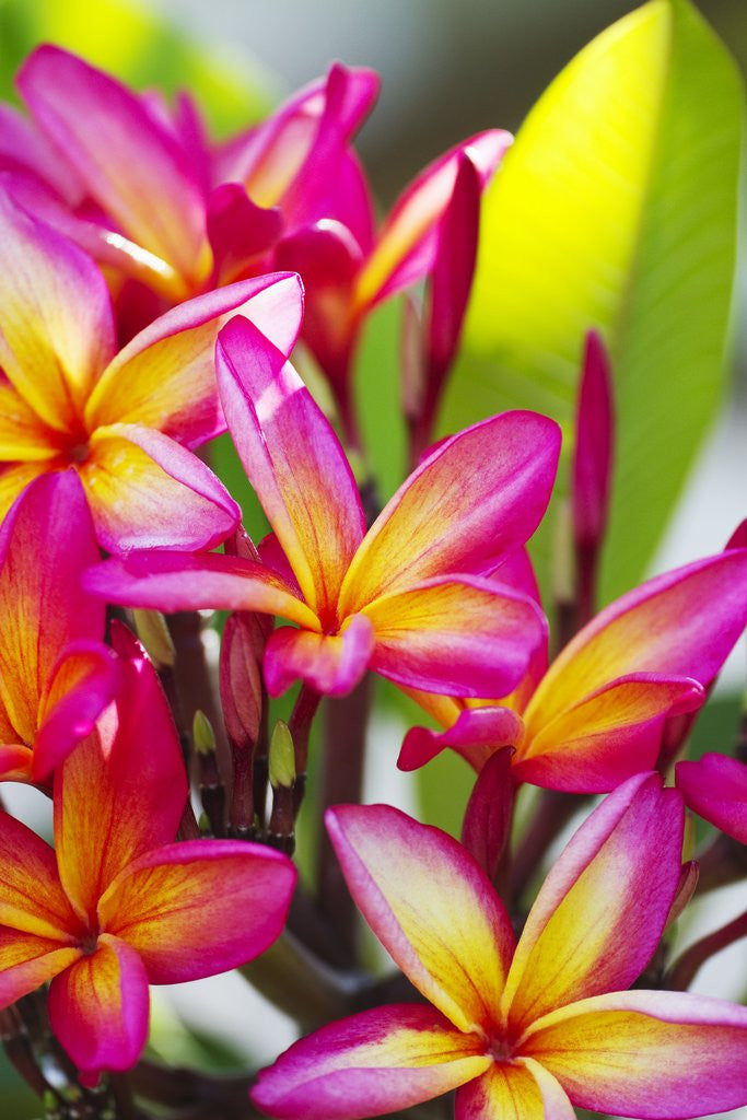 Detail of Colorful plumeria (Frangipani) blossoms. Maui, Hawaii by Anonymous