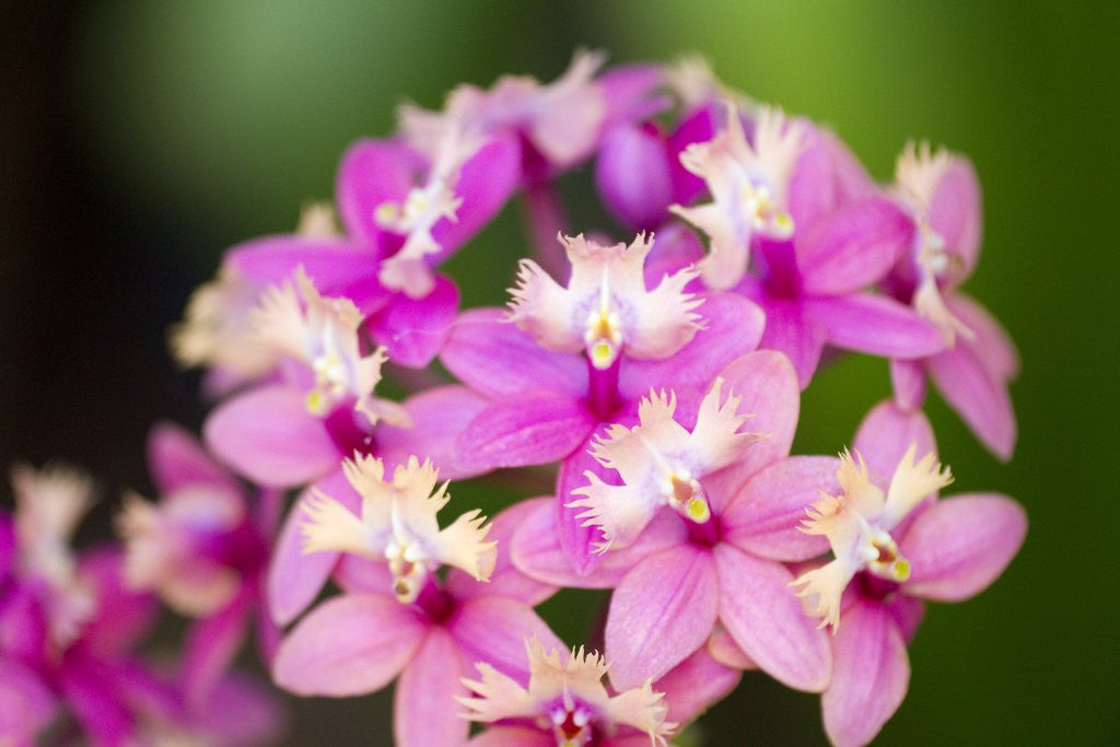 Detail of Epidendrum orchids, Hawaii by Anonymous