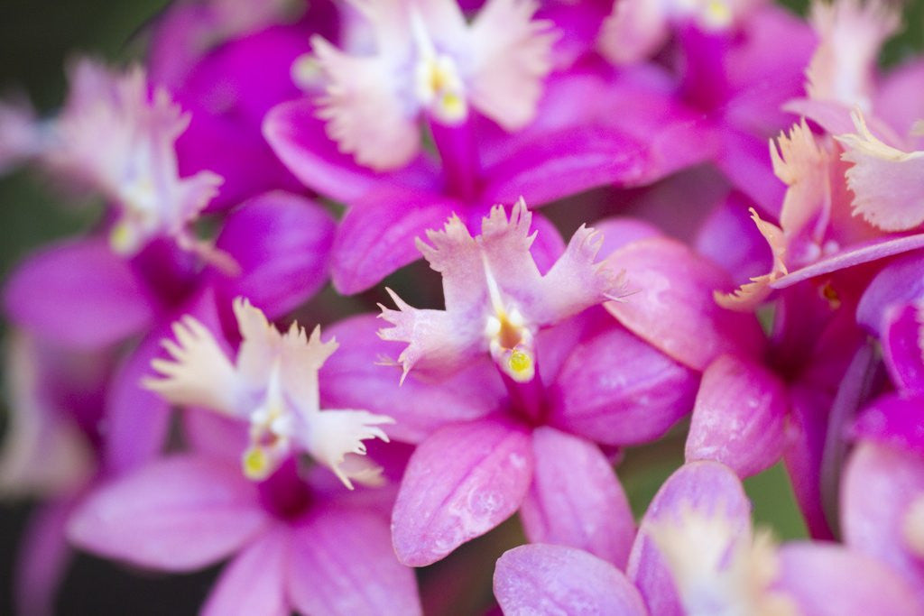 Detail of Epidendrum orchids, Hawaii by Anonymous