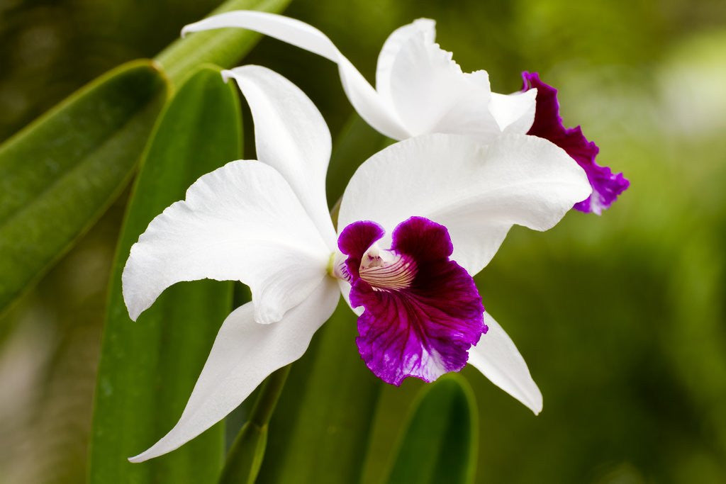 Detail of Cattleya orchid in Hawaii by Corbis