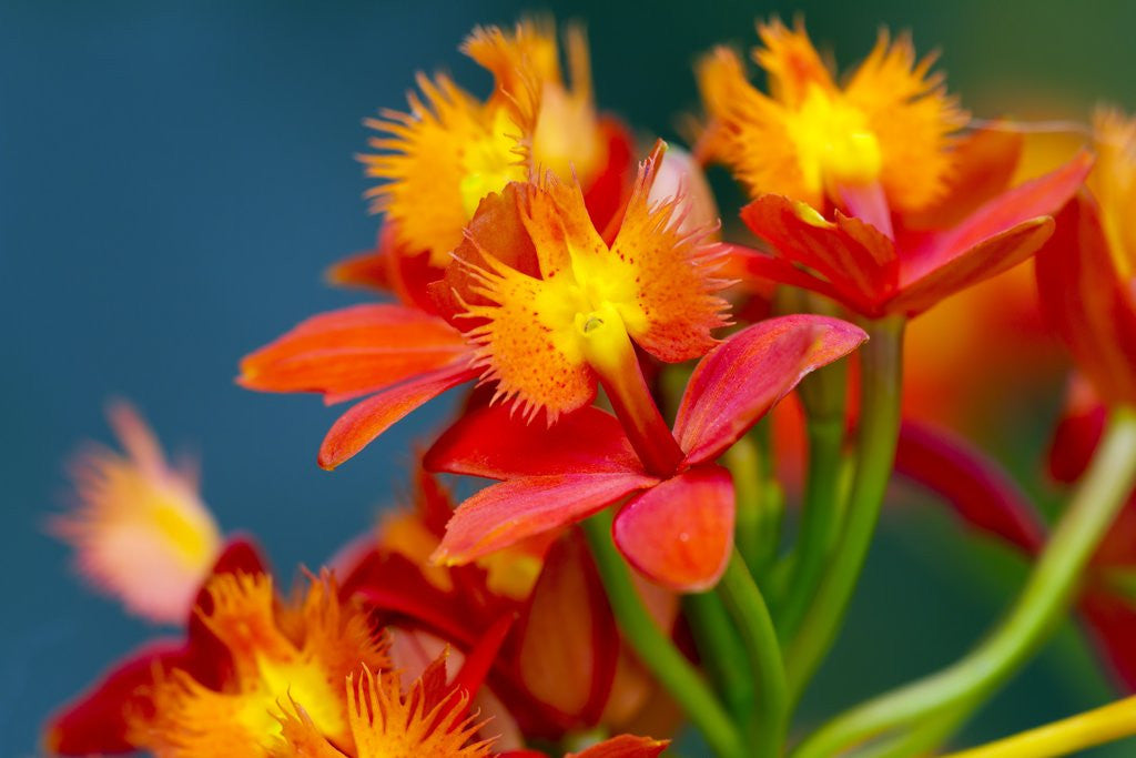 Detail of Epidendrum orchids, Hawaii by Anonymous