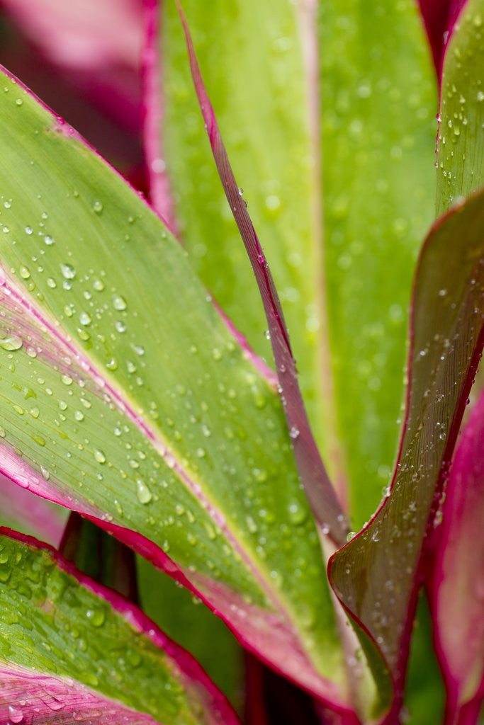 Detail of Close-up of Ti leaves, Hawaii by Anonymous