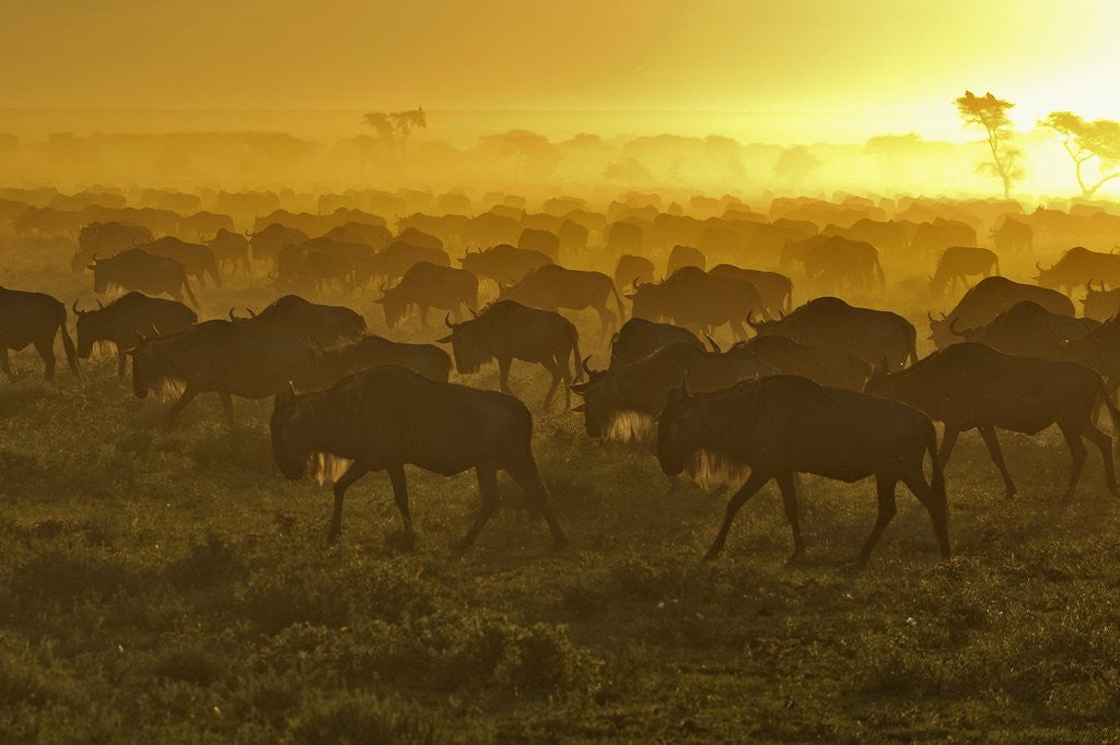 Detail of Herd of wildebeest at sunrise by Corbis