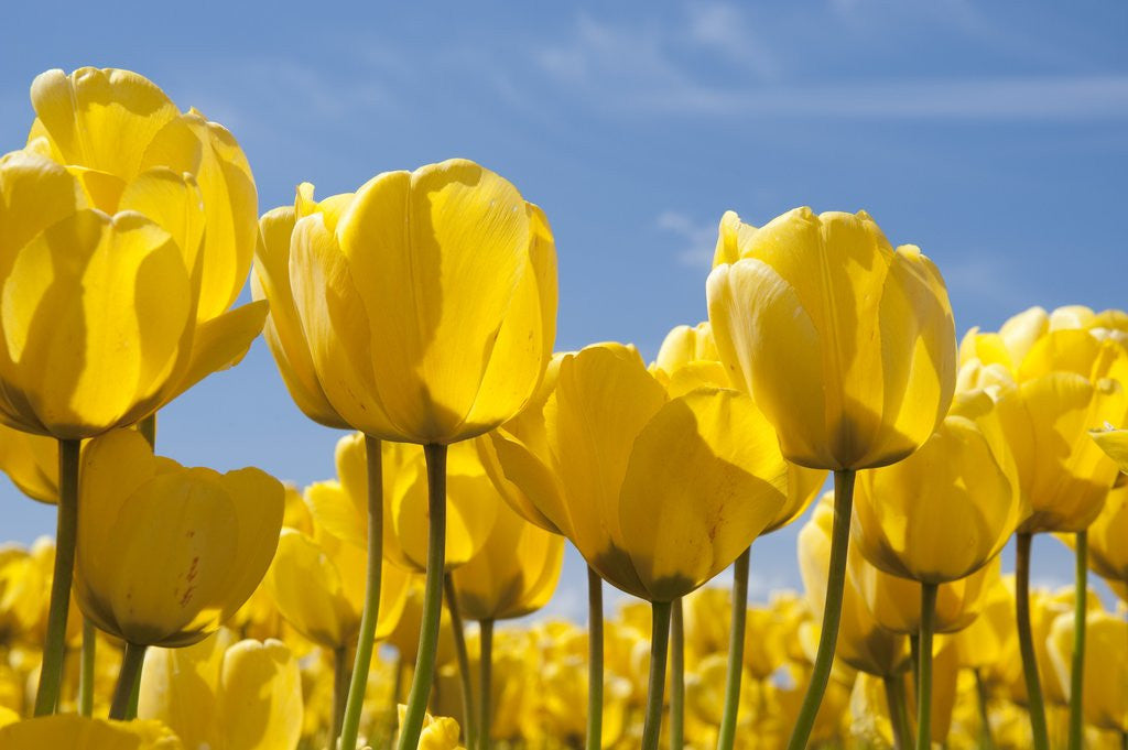 Detail of yellow tulips by Anonymous