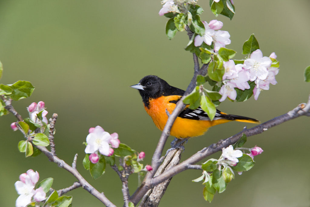 Detail of Baltimore Oriole (Icterus galbula), during spring migration, Rondeau Provincial park, Ontario, Canada. by Anonymous