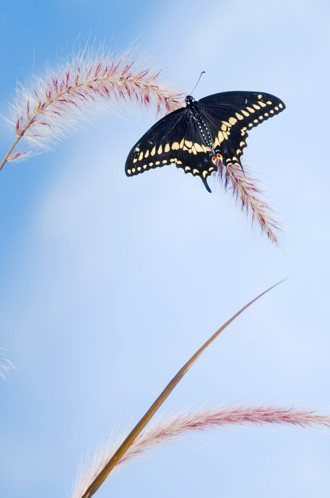 Detail of Eastern Black Swallowtail Butterfly male (Papilio polyxenes asterius) rests on Purple Fountain Grass (Pennisetum s. rubrum) in backyard garden. Summer. Nova Scotia, Canada. by Anonymous