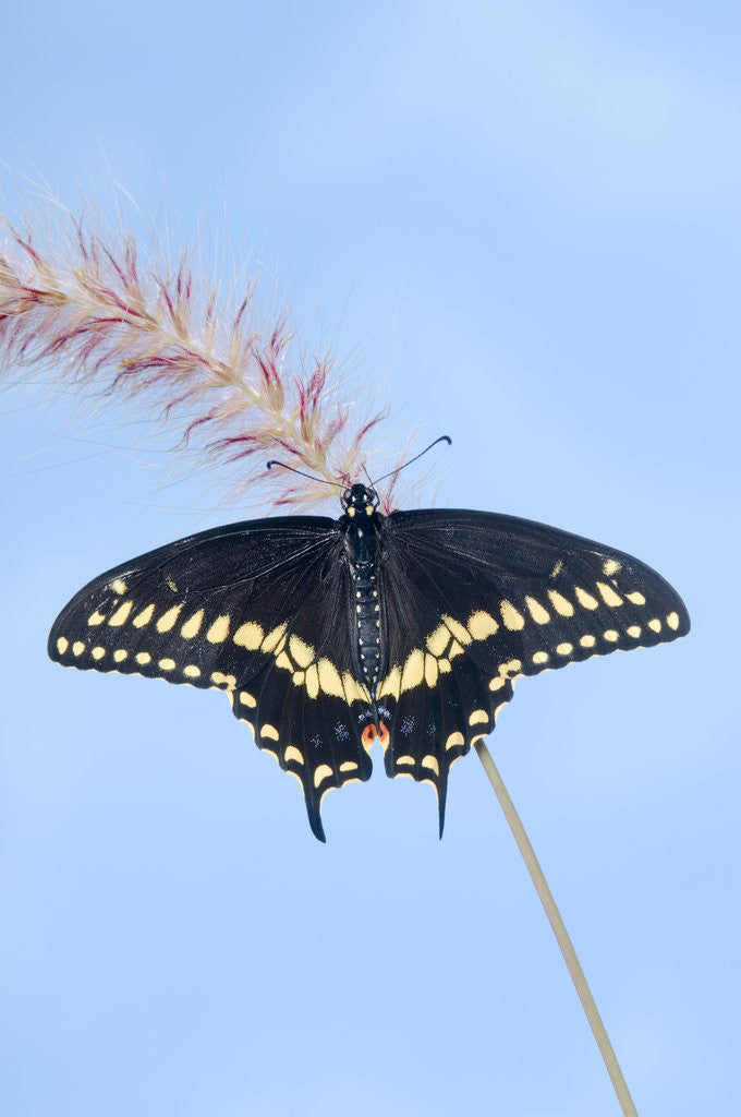 Detail of Eastern Black Swallowtail butterfly (Papilio polyxenes asterius) male rests on purple fountain grass (Pennisetum s. rubrum) in summer backyard garden. Nova Scotia, Canada. by Corbis