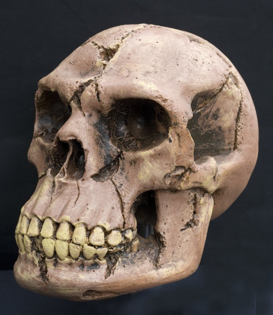 Detail of Neanderthal or Neandertal man - reconstructed skull by Anonymous