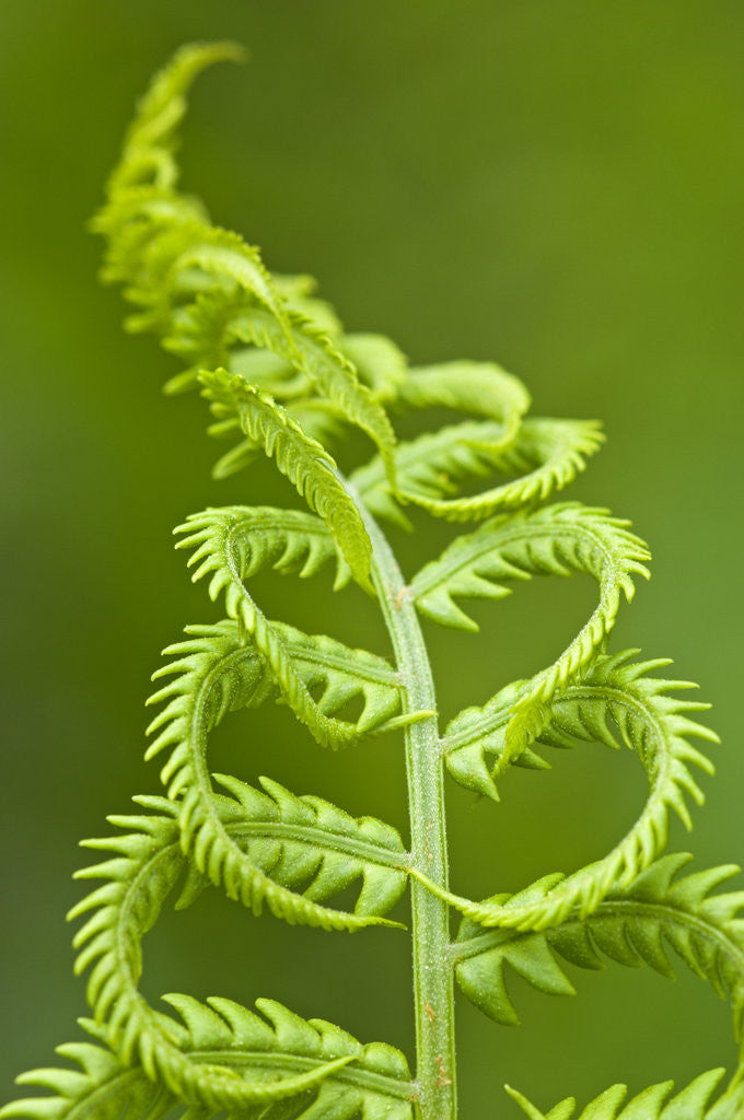 Detail of Cinnamon fern's fertile spore-bearing fronds are erect and shorter by Corbis