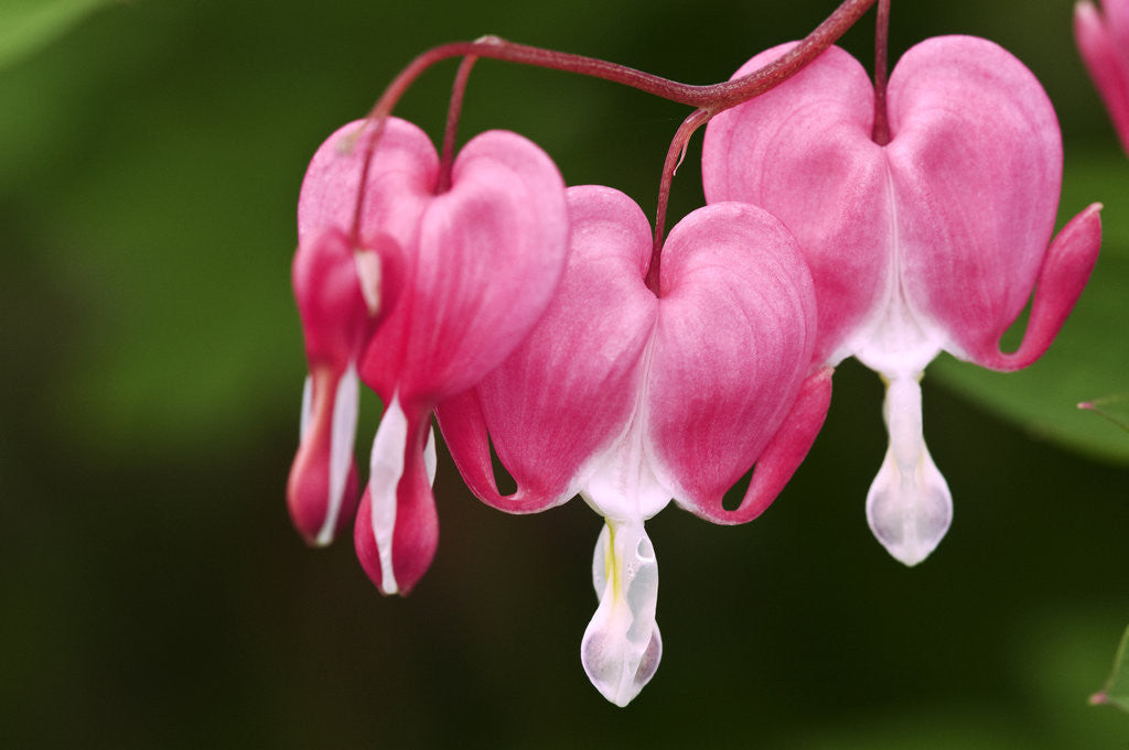 Bleeding heart flowers in garden, Lively, Ontario, Canada by Corbis