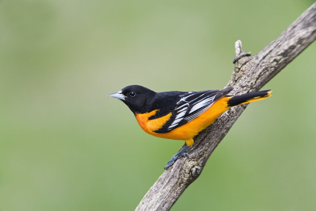 Detail of Baltimore Oriole (Icterus galbula), during spring migration, Rondeau Provincial park, Ontario, Canada. by Anonymous
