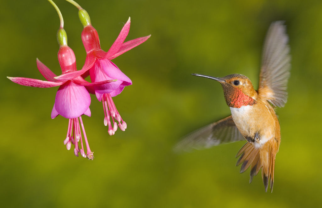 Detail of Rufous hummingbird (Selasphorus rufus), Canada. by Anonymous