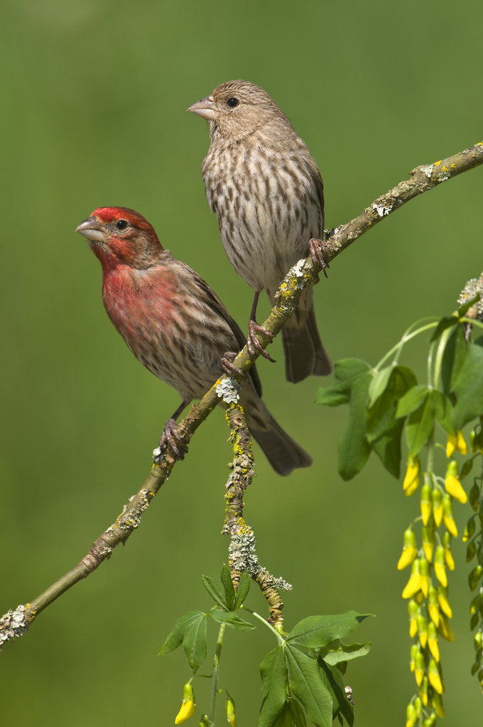 Detail of Male and female House finches (Carpodacus mexicanus) on plum blossoms at Victoria, Vancouver Island, British Columbia, Canada by Anonymous