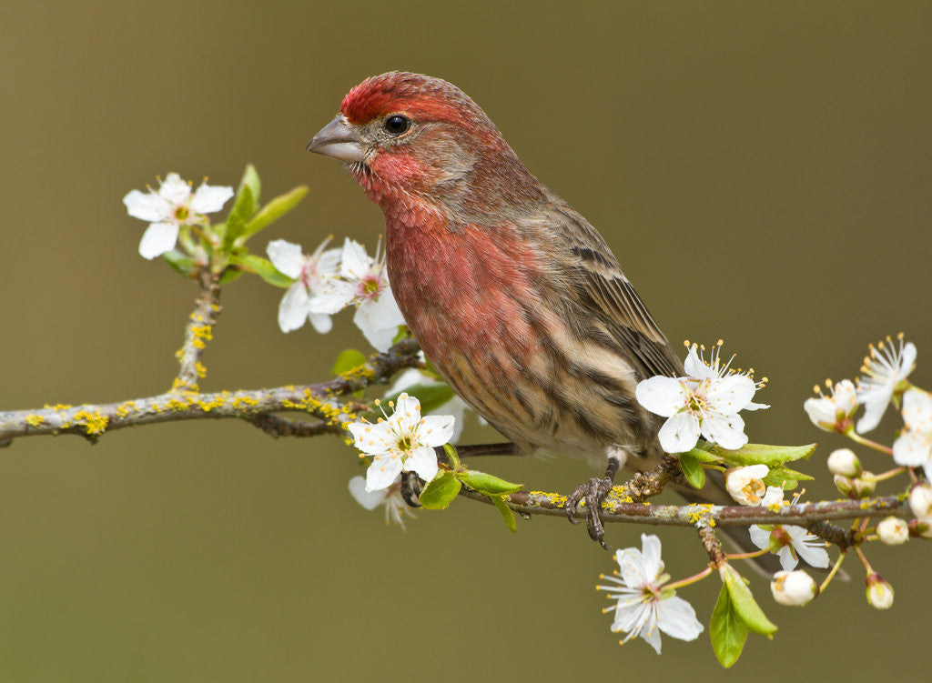 Detail of Male House finch (Carpodacus mexicanus) on plum blossoms at Victoria, Vancouver Island, British Columbia, Canada by Anonymous
