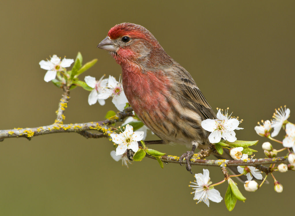 Detail of Male House finch (Carpodacus mexicanus) on plum blossoms at Victoria, Vancouver Island, British Columbia, Canada by Corbis