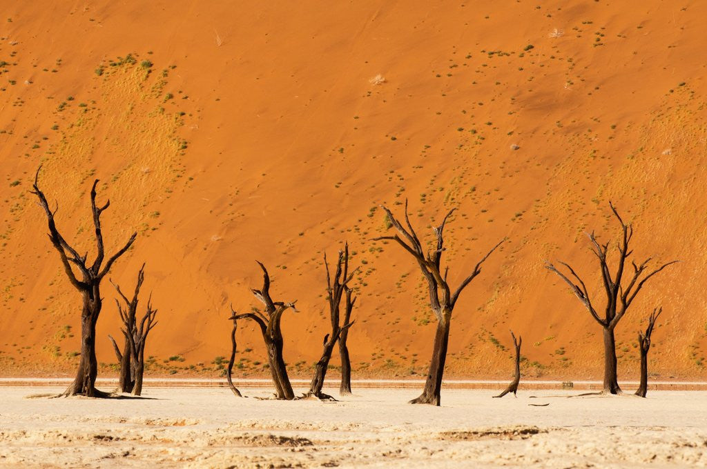 Detail of Deadvlei, Namibia by Anonymous