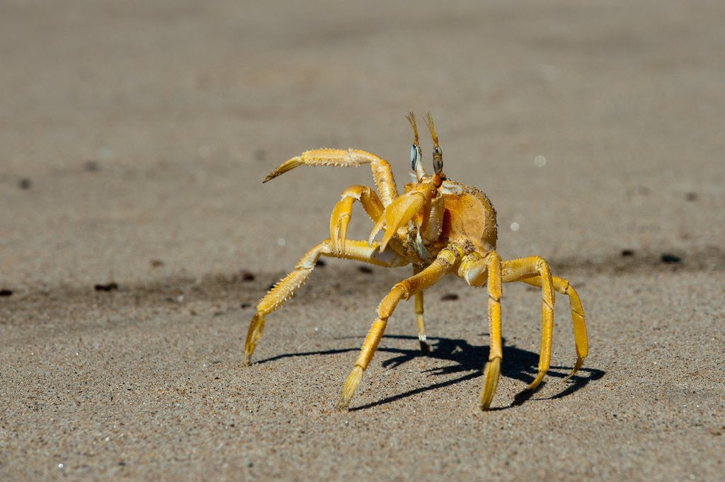 Detail of Ghost crab (Ocypode cursor), Skeleton Coast National Park, Namibia. by Anonymous