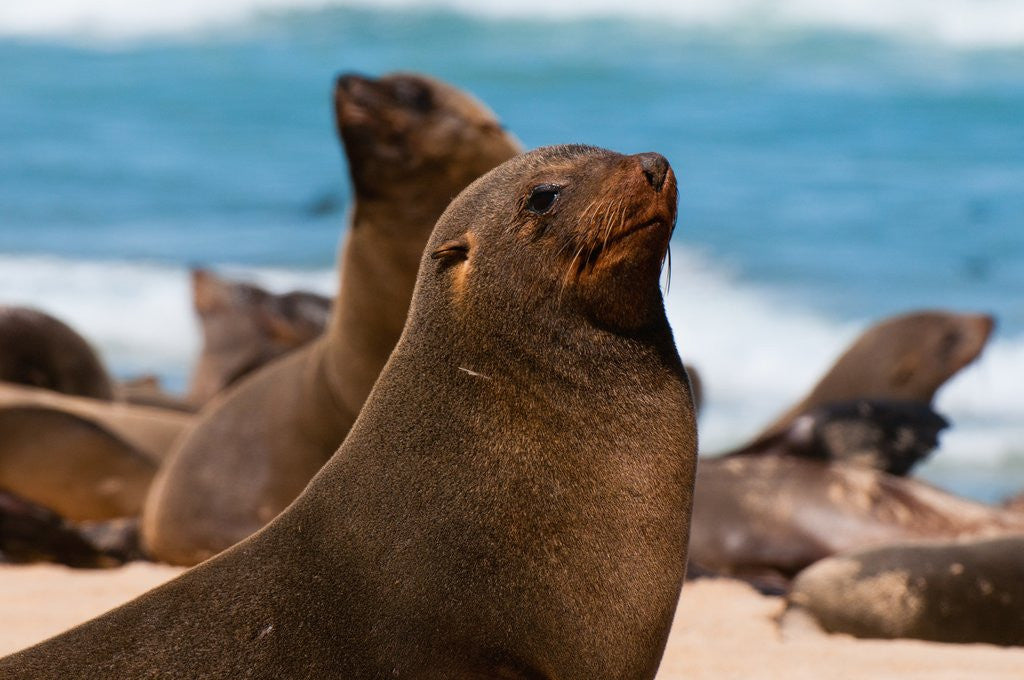 Detail of Cape fur seal (Arctocephalus pusilus), Skeleton Coast National Park by Anonymous