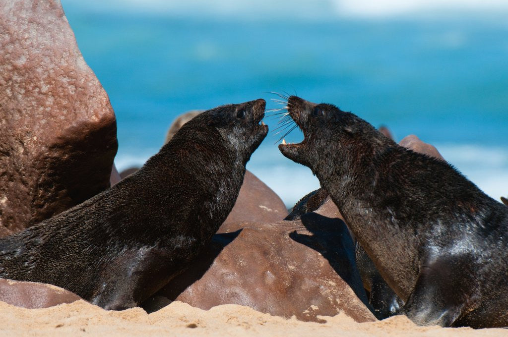 Detail of Cape fur seal (Arctocephalus pusilus), Skeleton Coast National Park by Anonymous
