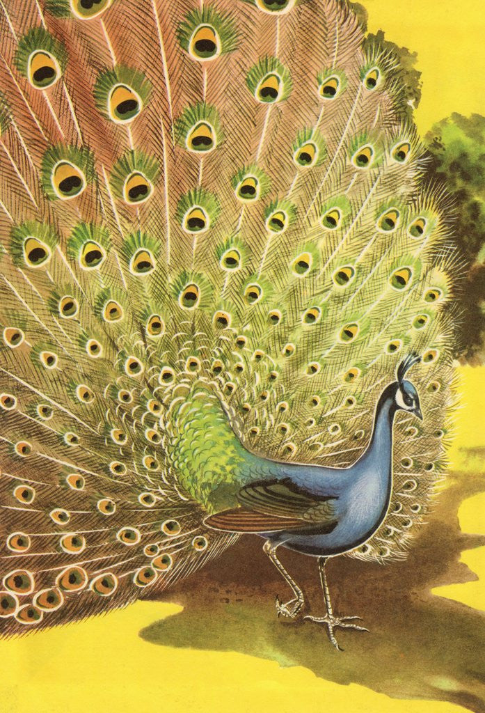Detail of Peacock showing tail feathers by Corbis
