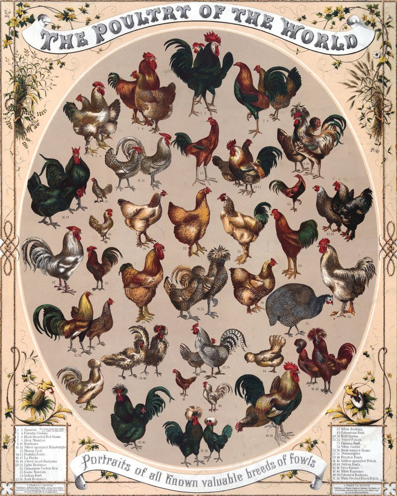 Detail of The Poultry of the World by Anonymous