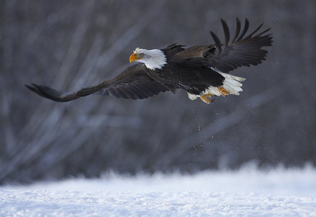 Detail of Bald Eagle in Flight over Snow by Anonymous