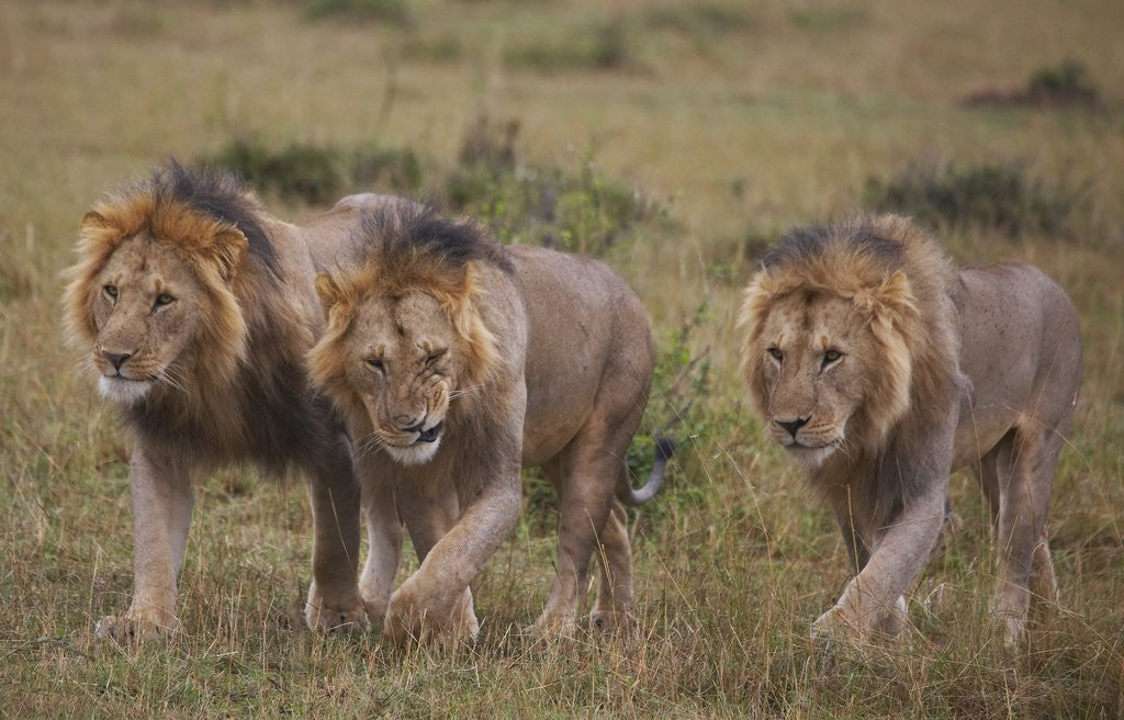 Detail of Three Male Lions on the Serengeti Plains by Corbis