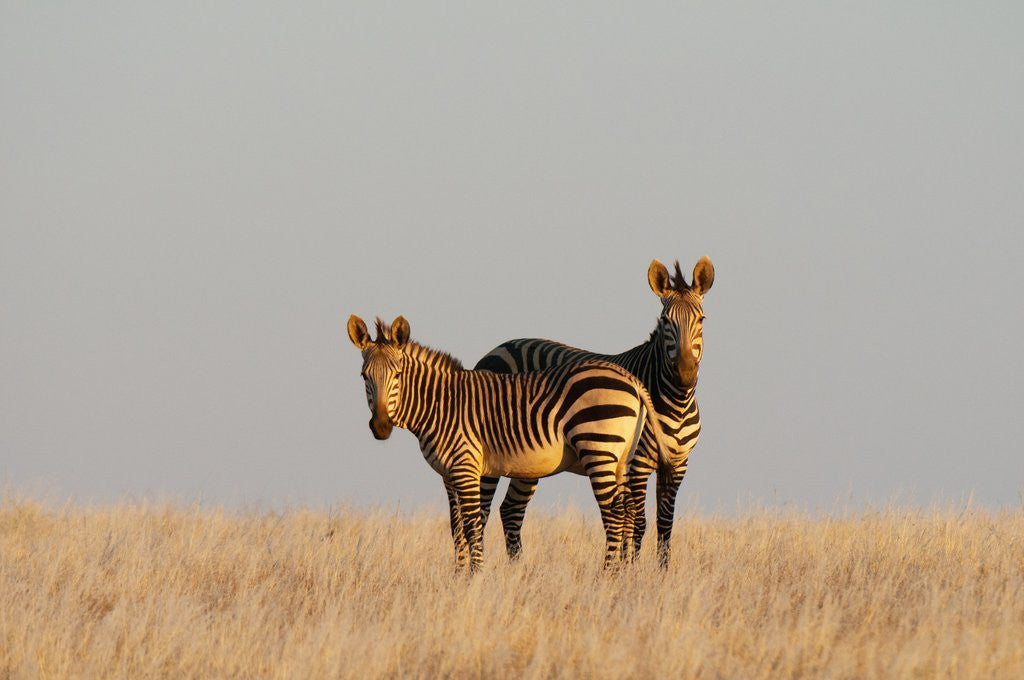 Detail of Hartmann's mountain zebra (Equus zebra hartmannae) by Anonymous