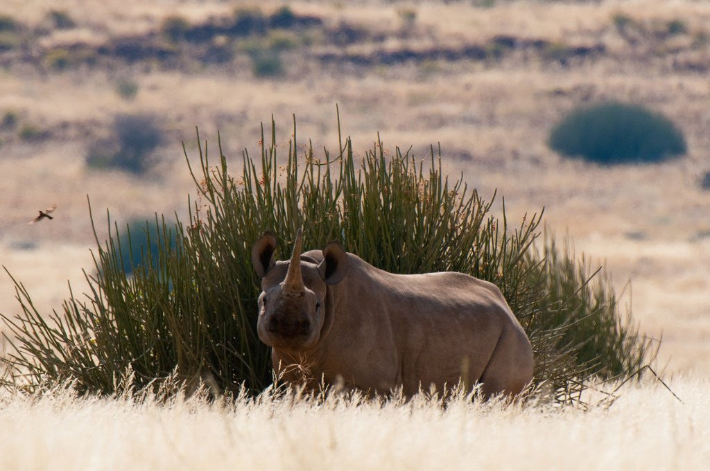 Detail of Desert adapted Black Rhinoceros (Diceros bicornis) by Anonymous