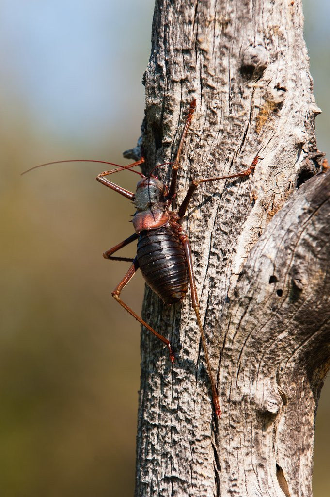 Detail of Red Armoured Cricket by Anonymous