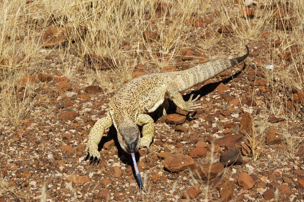 Detail of Monitor Lizard by Anonymous